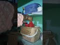 1st Karthika Somavaram vlog