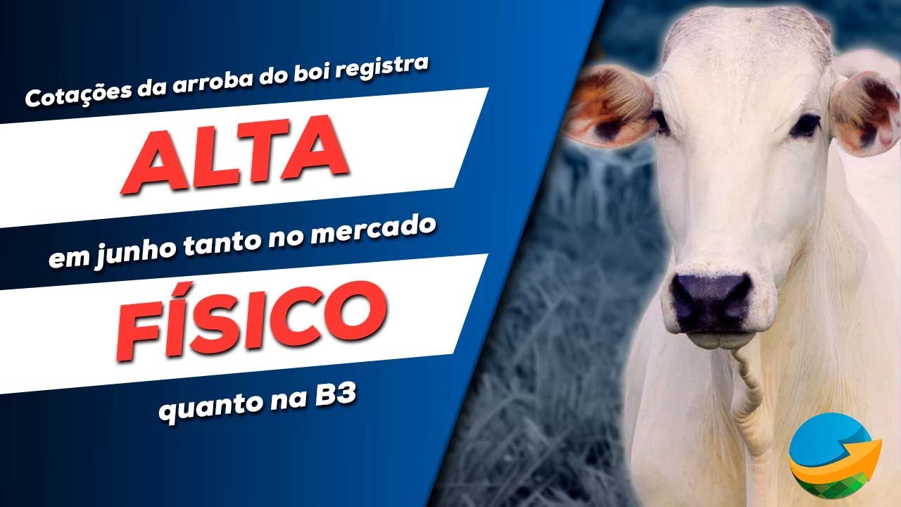 Cotação da arroba do boi registra alta em junho tanto no mercado físico ...
