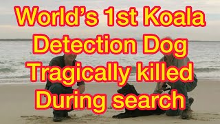 Ep 55. Oscar Tragically Killed While Saving A Koala