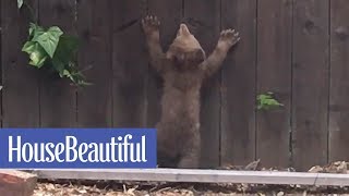 This Mother Bear Tries To Save Her Cub Who Got Stuck In Someone's Backyard | House Beautiful