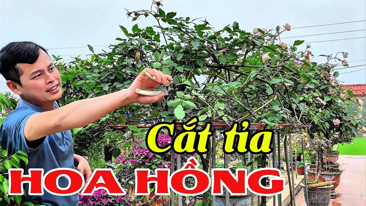 Cắt tỉa Hoa Hồng sau Tết giúp cây phát triển mạnh