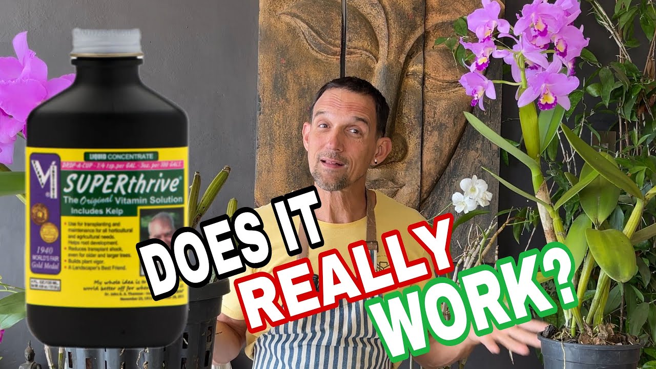 Стоит ли SuperThrive ваших орхидей?