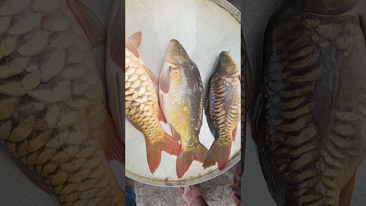 fish vedio/fish vedio for kids/fish vedio cartoon/fish vedio for village/fish vedio/fish vediobangla