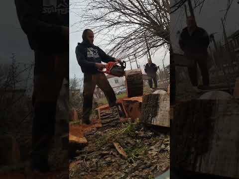 Husqvarna 550xp mk2 cutting rounds of wildpear - YouTube