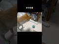 イタズラする度バレちゃう系シベリアンハスキー #shorts