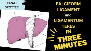 Falciform Ligament And Ligamentum Teres - In Three Mintues