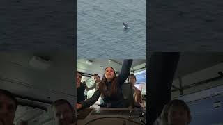 Ever Seen A Whale Sighting? Now Imagine Twenty.