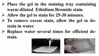 Staining Agarose Gel With Ethidium Bromide After Finishing Electrophoresis Running