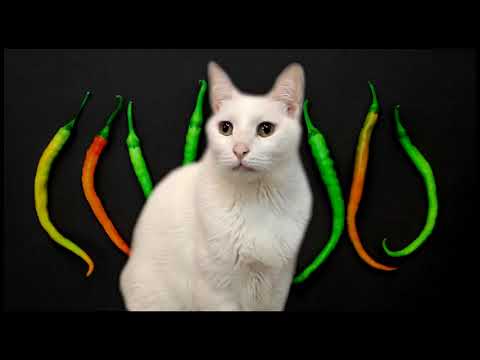Red Hot Chili Peppers - Californication - Cats Parody