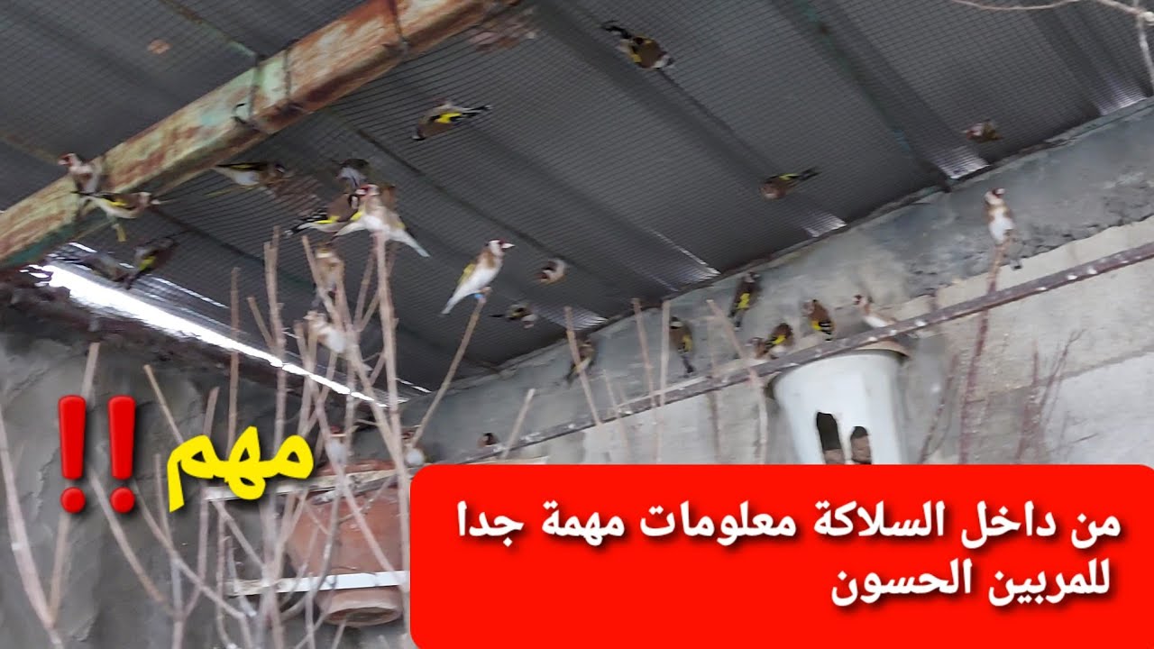 تربية الحسون في السلاكة بحتراف