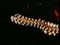 End of video