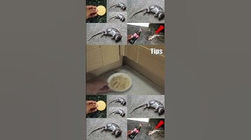 The Best 2 Tips | How To Kill Rat & Mouse  | Magic Tips | Mr Maker