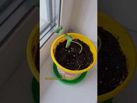 Вырасти дерево. День