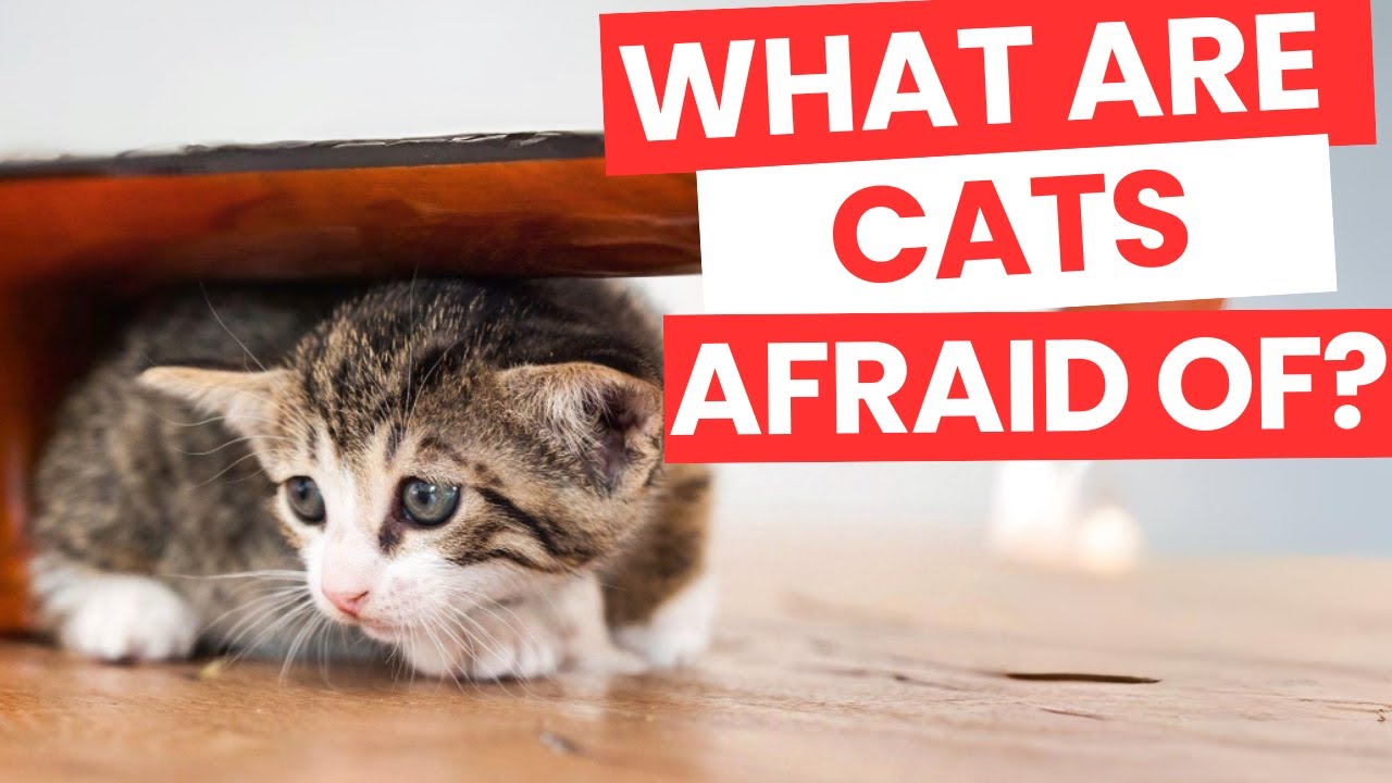 What Are Cats Afraid Of? 10 Hidden Fears of Your Pet!