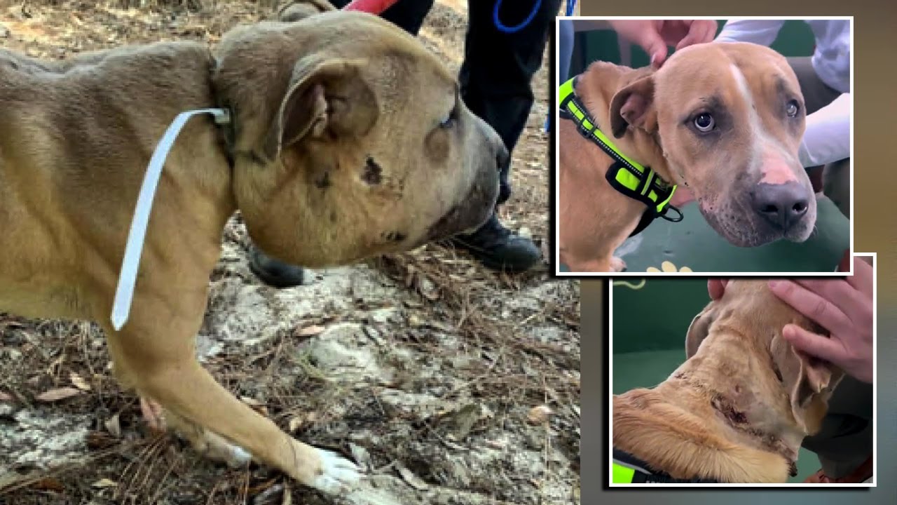 Dog with ziptie around neck rescued in Florida YouTube