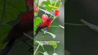 Download Lagu “Rahasia Warna dan Suara Burung-madu Sepah-raja: Si Petir di Langit!” #faktamenarik #kicaumania MP3