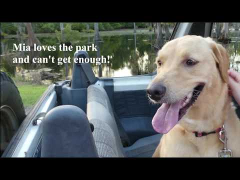 Sam Houston Jones State Park Reopening