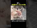 足の裏がゼリーみたいな子猫