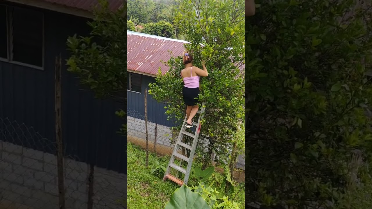 Sumandak Kingkimut panjat limau