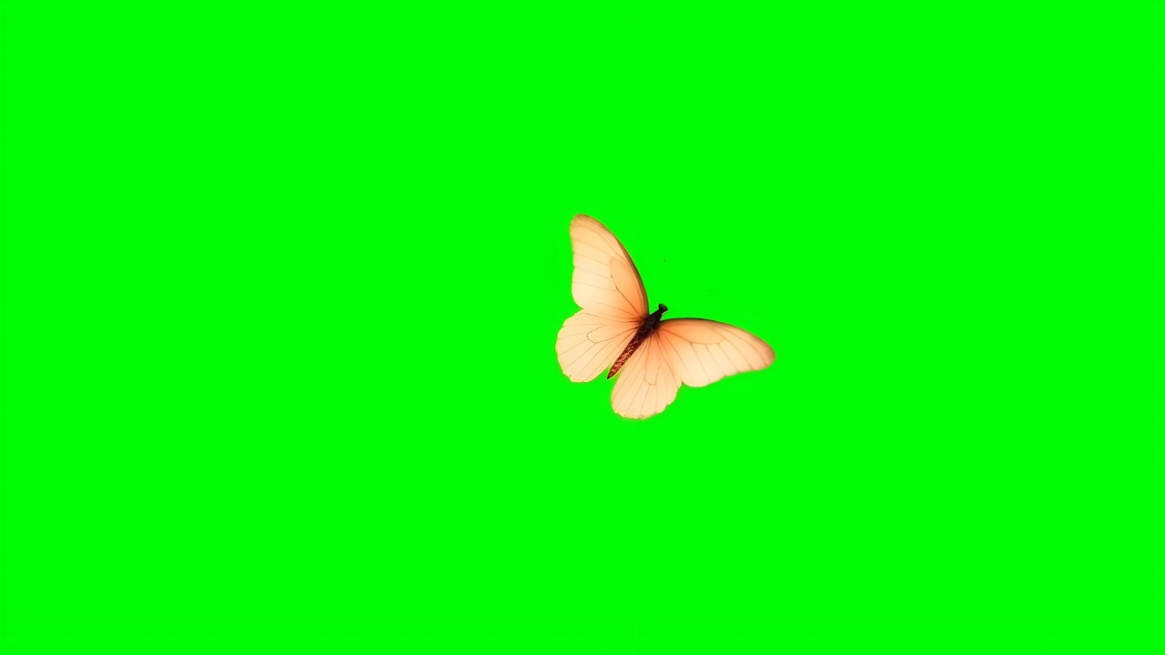Magical butterfly green screen VFX | Butterfly green screen for Editing & CapCut
