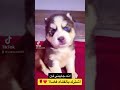 خطفت الكلبه الهاسكي من ورا امها وهي مستغربه Puppy Husky Alaskanmalamute Youtubeshort خطفت الكلبه الهاسكي من ورا امها وهي مستغربه Puppy Husky Alaskanmalamute Youtubeshort