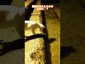 港猫が怯えたものの正体は!?