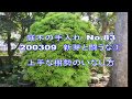 No.083_新芽と闘うな① 200309 (Don't fight the sprout①)