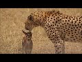 فهد يصيد غزال صغير يلعب بها ثم يأكلها وهي حيه  HD 2017