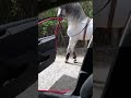 أجمل رقصه فرس ع دبكه سوريه