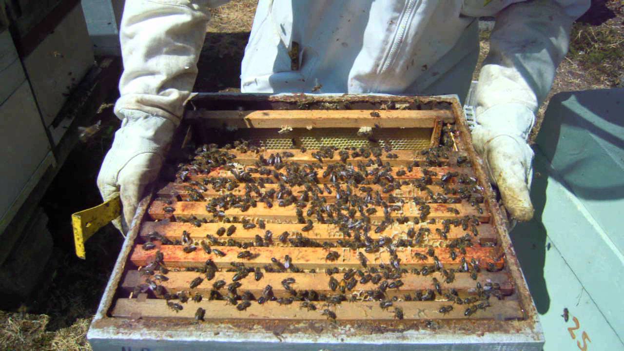 Wwofing Irlande beekeeping YouTube