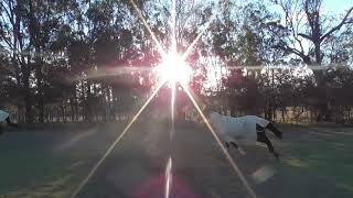 Fireflyt© Bushfire Horse Protection