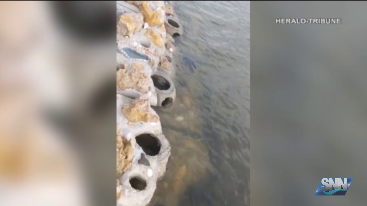 SNN: Living Sea Wall creating home for sea life