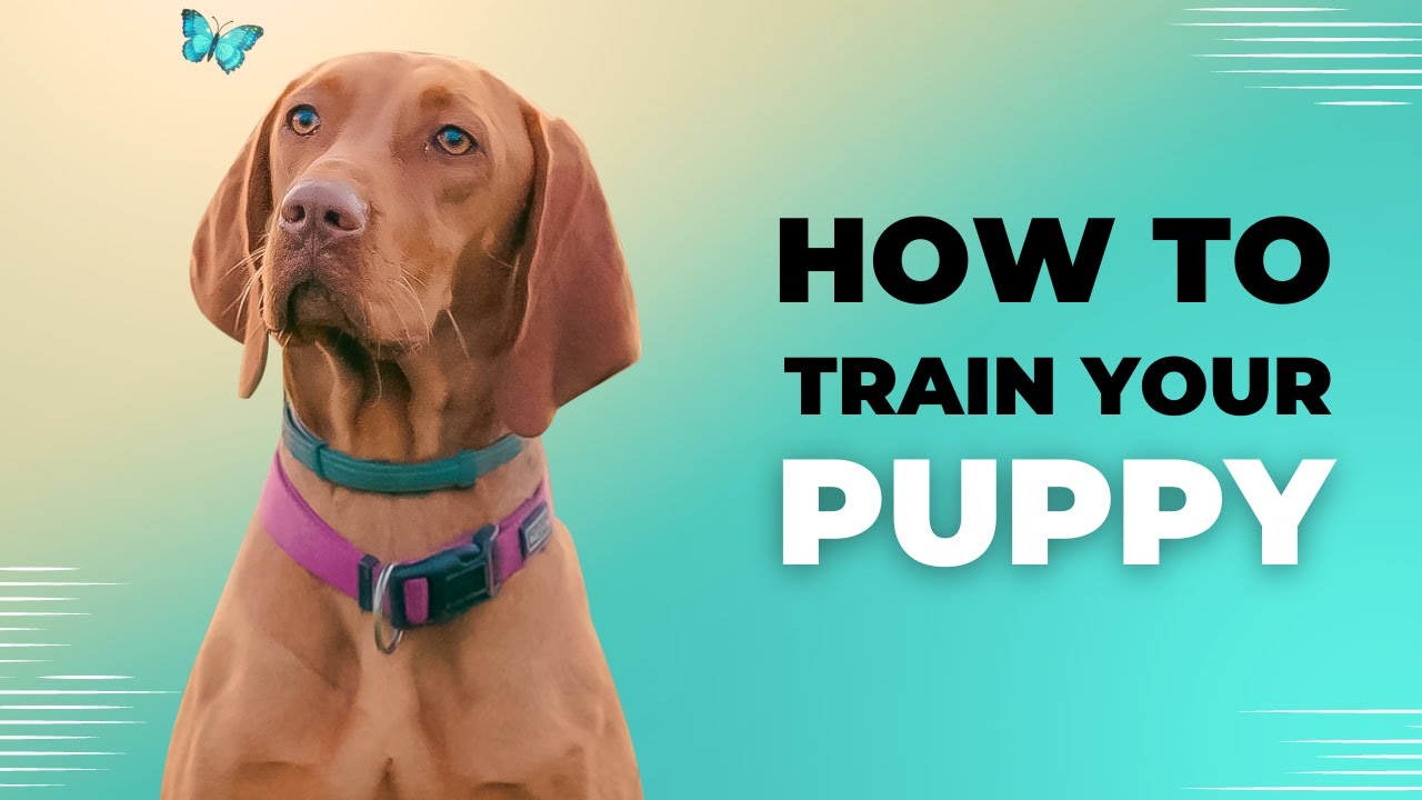 The Gentle Approach: Train Your Dog Without Hitting and See Amazing Results