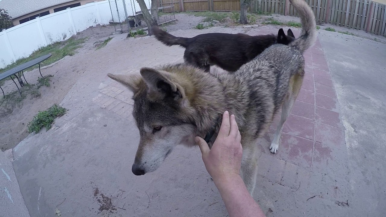 Daily Routine With Large WOLVES Part 2 - YouTube