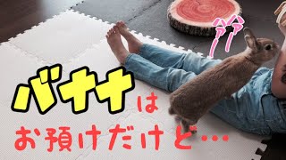 バナナお預けのウサにピアノの曲をプレゼントのお姉ちゃん #270