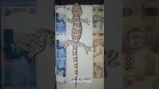 Tokek ajaib