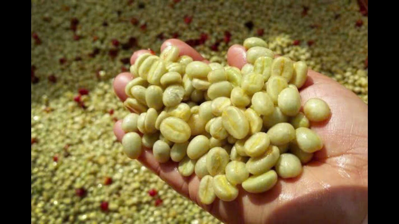 Sweet Bean Coffee Arabica Washed