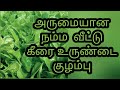 Aarumaiyana namma vettu keerai urundai kulambu seivathu epadi  tamil   gramiya samayal