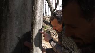 Buchenwasser zapfen #shortvideo #gesundesleben #gesundheit #buchen #wissen #wissenswert