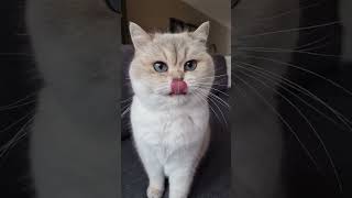 Cat Lover 1   #funny #motivation #foryou