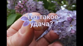 Что такое везение или как поймать удачу за хвост?