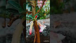 Basanto Ase Geche.........