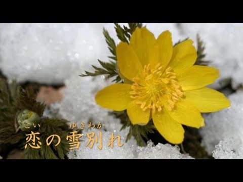 恋の雪別れ／小柳ルミ子　covered by Ms. Ike