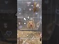 Hamster RUN ❗#hamsters #cuteanimals #pets