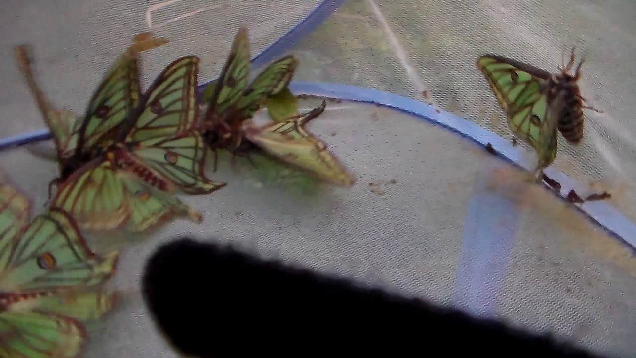 Just a chaotic sloppy video (sorry) - Graellsia isabellae