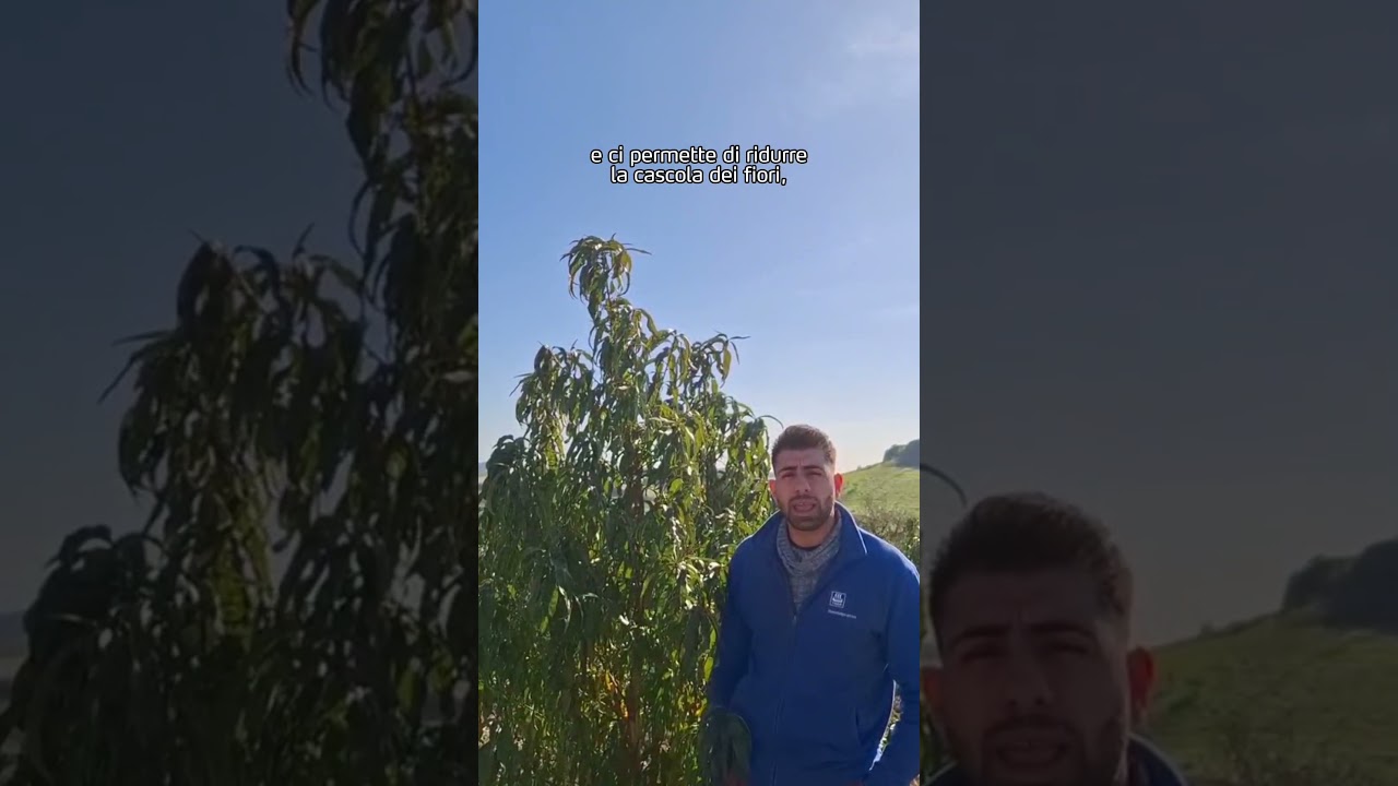 Le caratteristiche del biostimolante YaraAmplix FLOSTREL