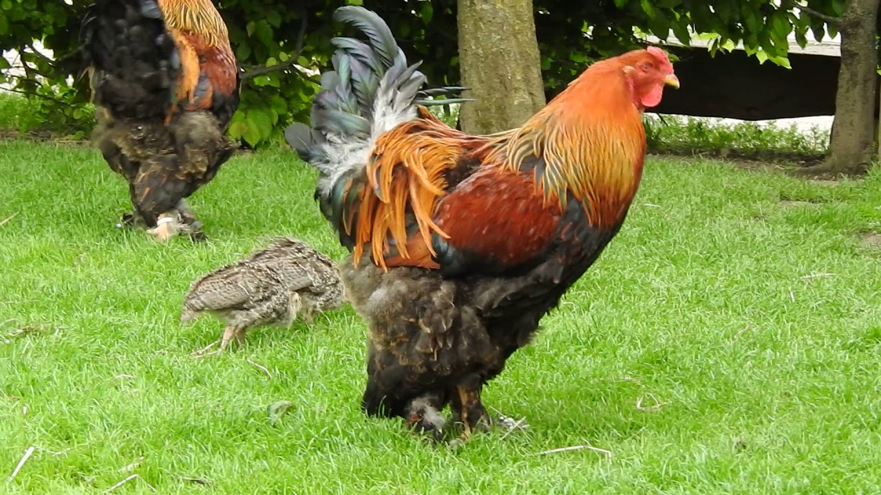 七面鳥の幼鳥と鳴く鶏 Wild Turkey Juv. Brahma chicken 2016 0531