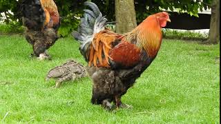 ニワトリ 七面鳥の幼鳥と鳴く鶏 Wild Turkey Juv. Brahma chicken 2016 0531