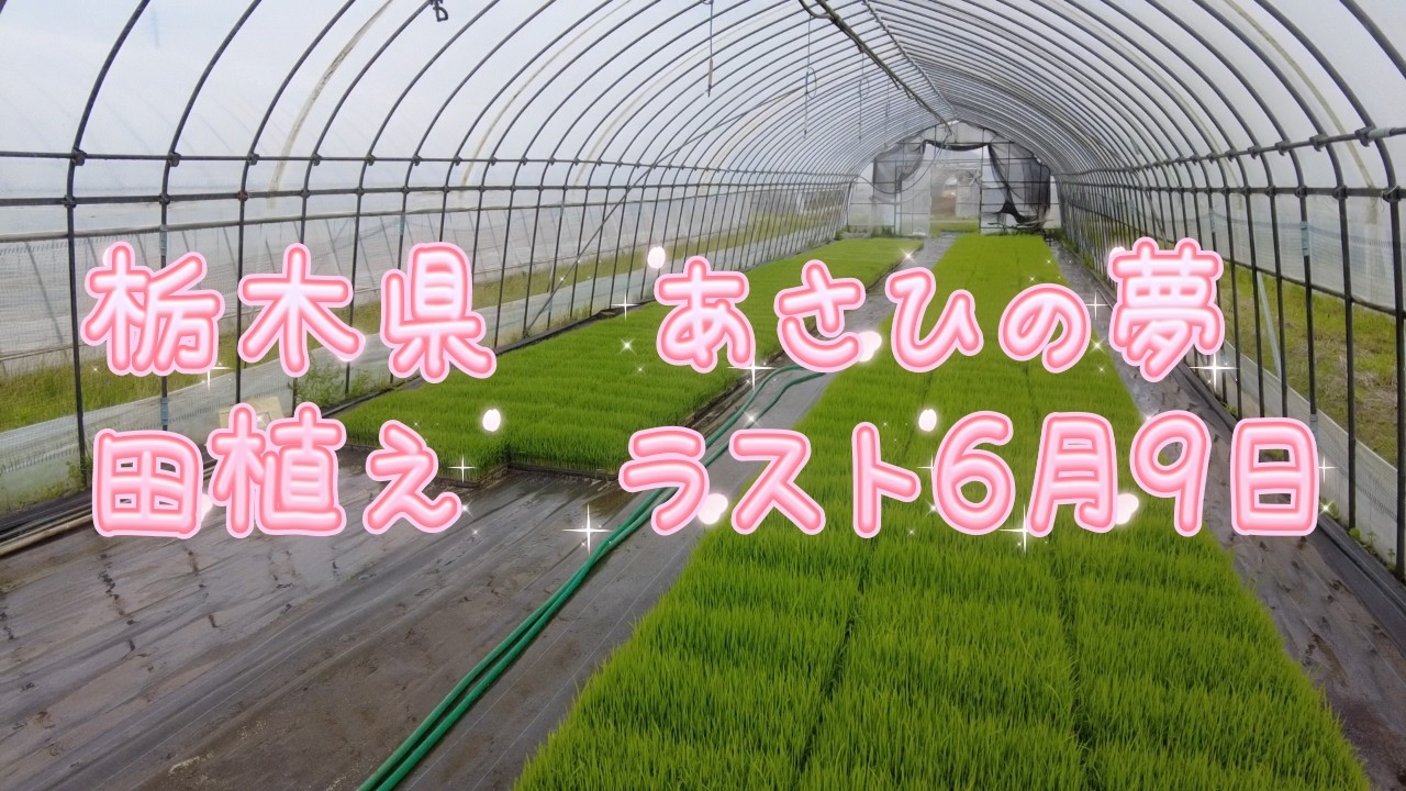 2026年あさひの夢 ラスト田植えの日！6月9日実施 - YouTube
