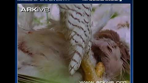 ARKive video 71D456F3 9D8C 4BBE 9A9C 2B803768F0BD 2